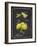 Heritage Lemons-Chad Barrett-Framed Art Print