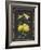 Heritage Lemons-Chad Barrett-Framed Art Print