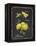 Heritage Lemons-Chad Barrett-Framed Stretched Canvas