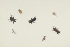 Study of Beetles and Moths-Herman Henstenburgh-Framed Premier Image Canvas