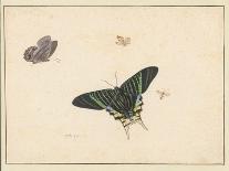 Study of Beetles and Moths-Herman Henstenburgh-Premier Image Canvas