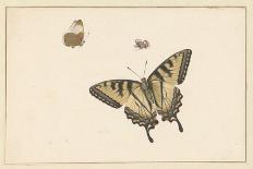 Study of Beetles and Moths-Herman Henstenburgh-Giclee Print