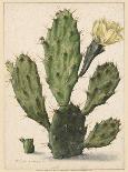 Flowering Prickly Pear Cactus, 1683-Herman Saftleven-Mounted Art Print