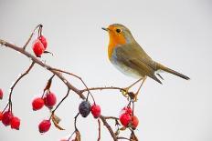 European robin perched on branch with rose hips, Germany-Hermann Brehm-Photographic Print