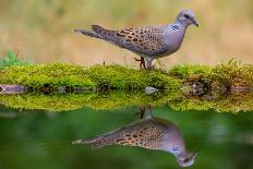 European turtle dove coming to drink, Hungary-Hermann Brehm-Photographic Print