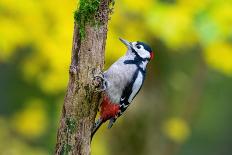 Great spotted woodpecker feeding juvenile, Germany-Hermann Brehm-Photographic Print