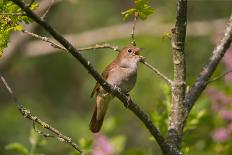 European robin perched on branch with rose hips, Germany-Hermann Brehm-Framed Photographic Print