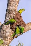 Peach-fronted parakeets (Aratinga aurea) at the nesthole in termite mount, Pantanal, Brazil.-Hermann Brehm-Photographic Print