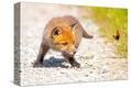 Stretched Canvas Print