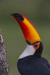 Toco Toucan (Ramphastos Toco) , Pantanal, Brazil-Hermann Brehm-Framed Premier Image Canvas