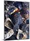 Premium Photographic Print