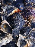 Oyster Shells-Hermann Mock-Framed Premier Image Canvas