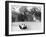 Hermann Muller in an Auto Union, German Mountain Grand Prix, Grossglockner, Austria, 1939-null-Framed Photographic Print