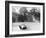 Hermann Muller in an Auto Union, German Mountain Grand Prix, Grossglockner, Austria, 1939-null-Framed Photographic Print