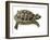 Hermann's Tortoise-Jon Stokes-Framed Photographic Print