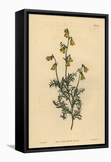 Hermannia Confusa (Fine-Leaved Hermannia, Hermannia Tenuifolia)-Sydenham Teast Edwards-Framed Premier Image Canvas