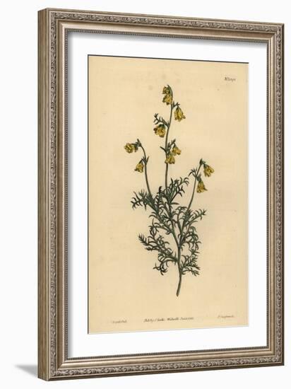 Hermannia Confusa (Fine-Leaved Hermannia, Hermannia Tenuifolia)-Sydenham Teast Edwards-Framed Giclee Print