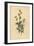 Hermannia Confusa (Fine-Leaved Hermannia, Hermannia Tenuifolia)-Sydenham Teast Edwards-Framed Giclee Print