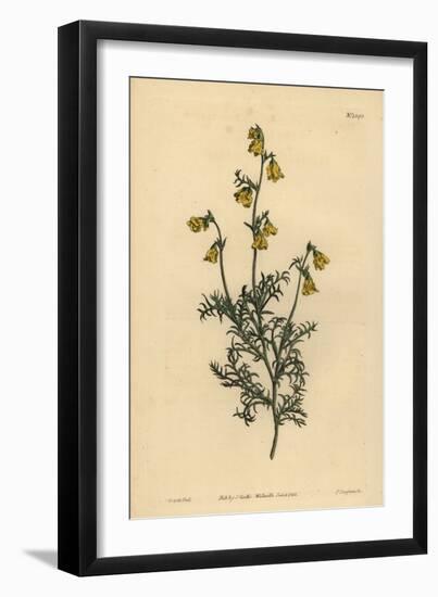 Hermannia Confusa (Fine-Leaved Hermannia, Hermannia Tenuifolia)-Sydenham Teast Edwards-Framed Giclee Print