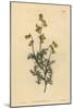 Hermannia Confusa (Fine-Leaved Hermannia, Hermannia Tenuifolia)-Sydenham Teast Edwards-Mounted Giclee Print