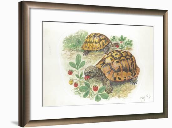 HermannS Tortoises Testudo Hermanni Eating-null-Framed Giclee Print