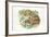 HermannS Tortoises Testudo Hermanni Eating-null-Framed Giclee Print