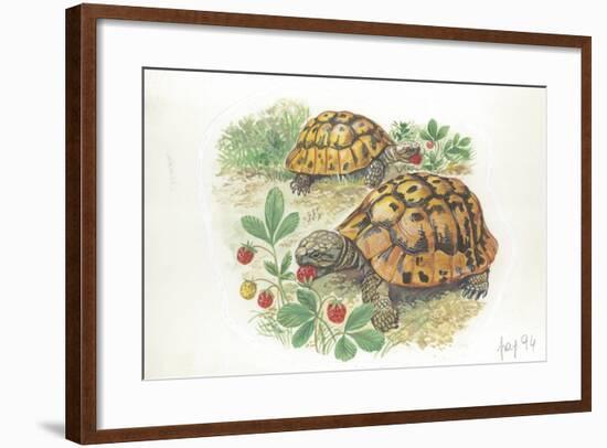 HermannS Tortoises Testudo Hermanni Eating-null-Framed Giclee Print
