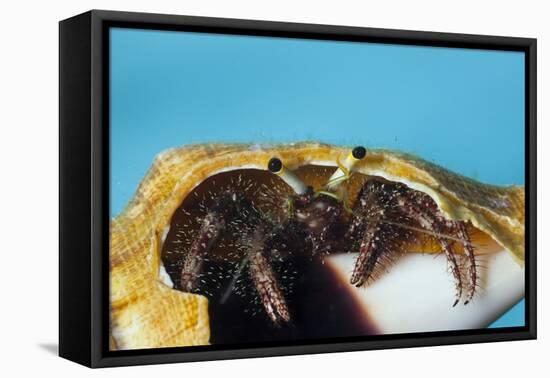 Hermit Crab in a Shell (Dardanus Megistos)-Reinhard Dirscherl-Framed Premier Image Canvas