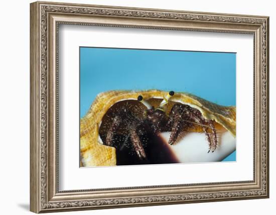 Hermit Crab in a Shell (Dardanus Megistos)-Reinhard Dirscherl-Framed Photographic Print