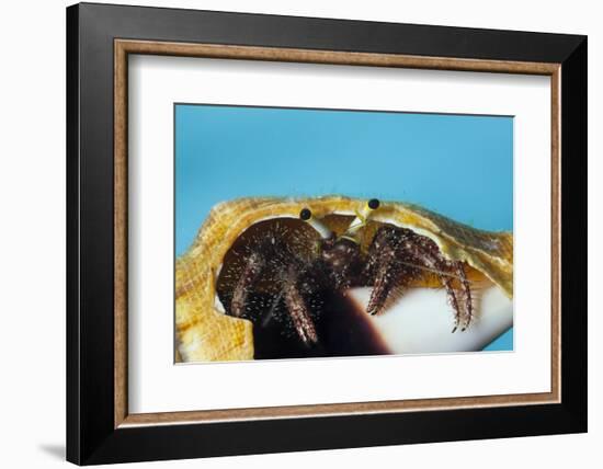 Hermit Crab in a Shell (Dardanus Megistos)-Reinhard Dirscherl-Framed Photographic Print