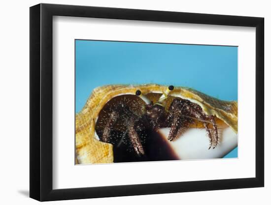 Hermit Crab in a Shell (Dardanus Megistos)-Reinhard Dirscherl-Framed Photographic Print