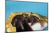 Hermit Crab in a Shell (Dardanus Megistos)-Reinhard Dirscherl-Mounted Photographic Print