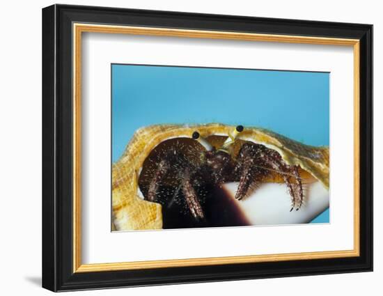 Hermit Crab in a Shell (Dardanus Megistos)-Reinhard Dirscherl-Framed Photographic Print