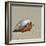 Hermit Crab on a Beach at Maldives-haveseen-Framed Photographic Print