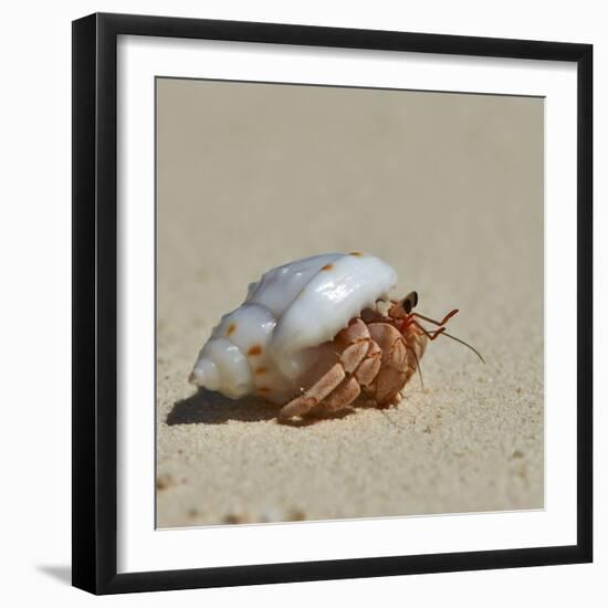 Hermit Crab on a Beach at Maldives-haveseen-Framed Photographic Print