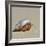 Hermit Crab on a Beach at Maldives-haveseen-Framed Photographic Print