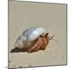 Hermit Crab on a Beach at Maldives-haveseen-Mounted Photographic Print