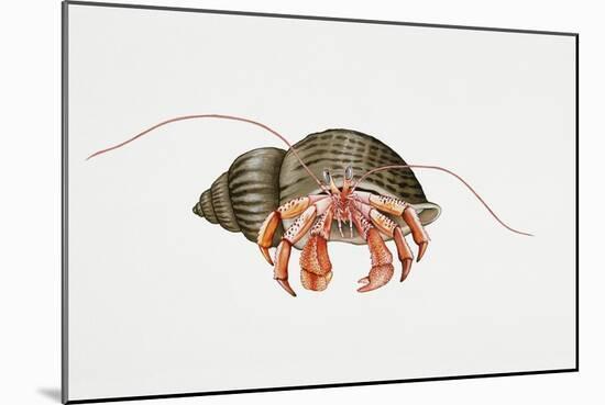 Hermit Crab (Pagurus Bernhardus), Paguridae. Artwork by Rebecca Hardy-null-Mounted Giclee Print