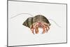 Hermit Crab (Pagurus Bernhardus), Paguridae. Artwork by Rebecca Hardy-null-Mounted Giclee Print