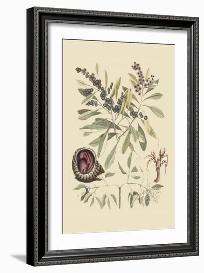 Hermit Crab-Mark Catesby-Framed Art Print