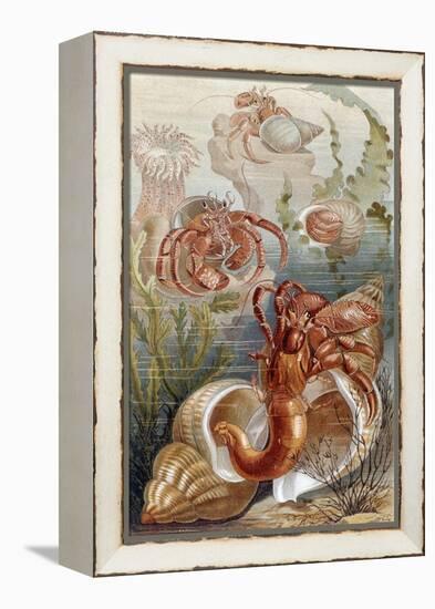 Hermit Crabs, Plate from "Brehms Tierleben: Allgemeine Kunde Des Tierreichs", Vol.10, P.38,…-German School-Framed Premier Image Canvas