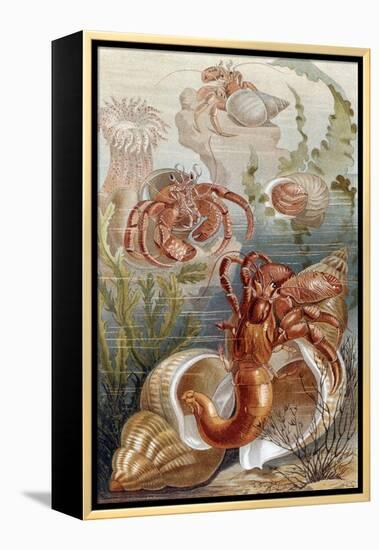Hermit Crabs, Plate from "Brehms Tierleben: Allgemeine Kunde Des Tierreichs", Vol.10, P.38,…-German School-Framed Premier Image Canvas