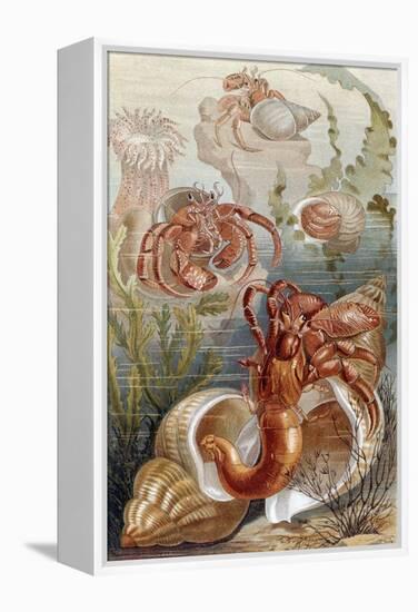 Hermit Crabs, Plate from "Brehms Tierleben: Allgemeine Kunde Des Tierreichs", Vol.10, P.38,…-German School-Framed Premier Image Canvas