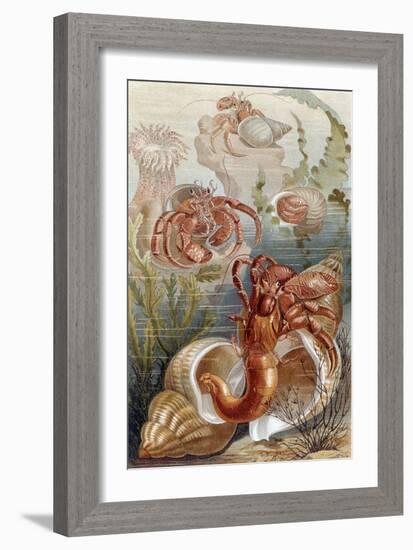 Hermit Crabs, Plate from "Brehms Tierleben: Allgemeine Kunde Des Tierreichs", Vol.10, P.38,…-German School-Framed Giclee Print