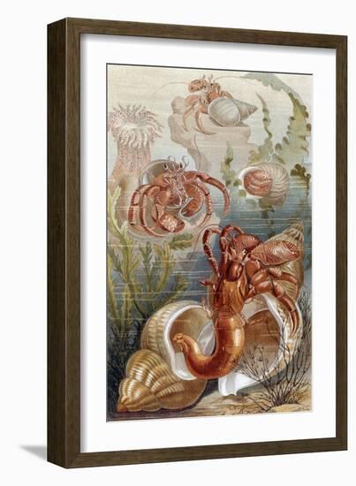 Hermit Crabs, Plate from "Brehms Tierleben: Allgemeine Kunde Des Tierreichs", Vol.10, P.38,…-German School-Framed Giclee Print