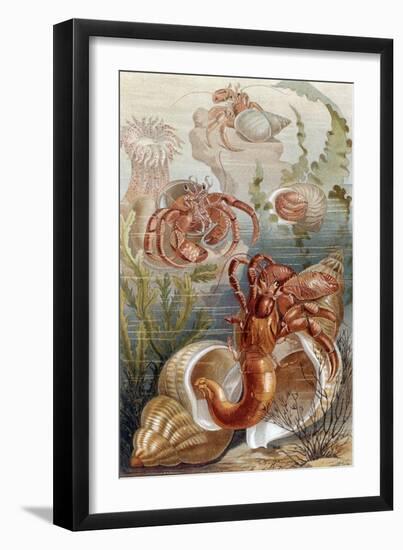 Hermit Crabs, Plate from "Brehms Tierleben: Allgemeine Kunde Des Tierreichs", Vol.10, P.38,…-German School-Framed Giclee Print