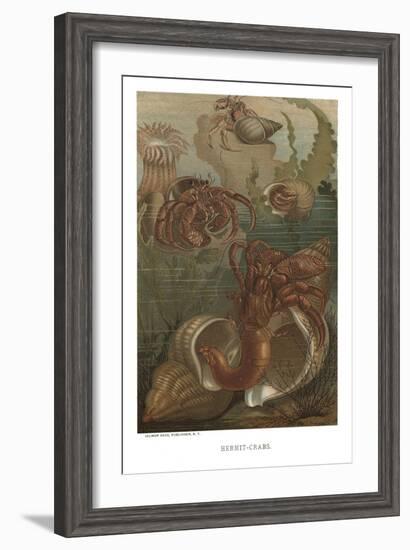 Hermit-Crabs-null-Framed Art Print