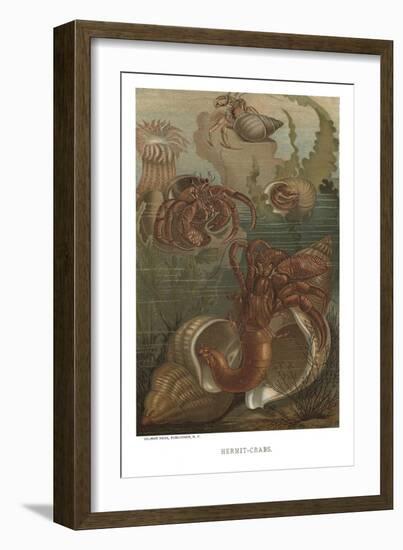 Hermit-Crabs-null-Framed Art Print