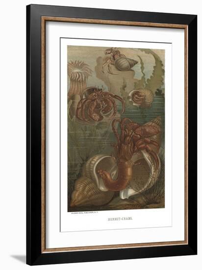 Hermit-Crabs-null-Framed Art Print