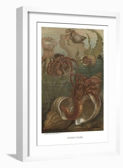 Hermit-Crabs-null-Framed Art Print